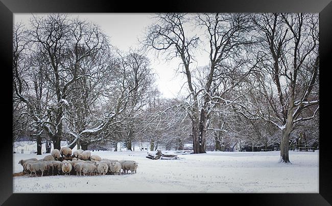 Sheep Feeding in winter Framed Print by Jon Fixter