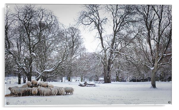 Sheep Feeding in winter Acrylic by Jon Fixter
