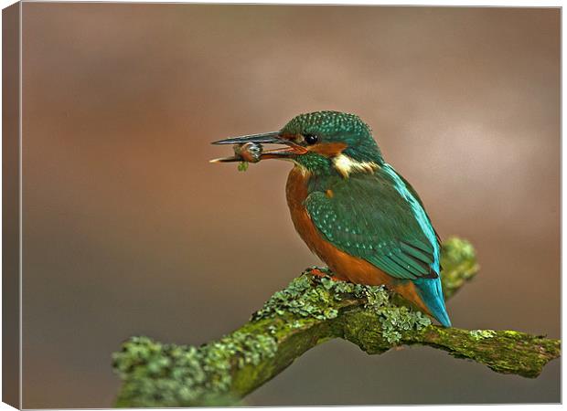 Kingfisher on Lichen perch. Canvas Print by Paul Scoullar