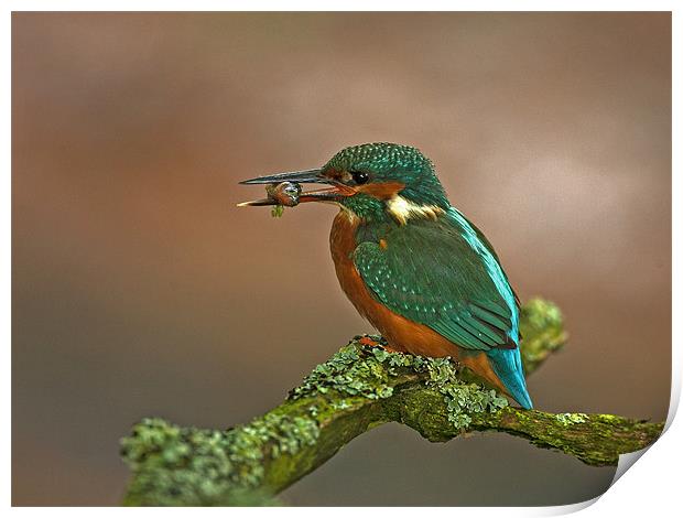 Kingfisher on Lichen perch. Print by Paul Scoullar