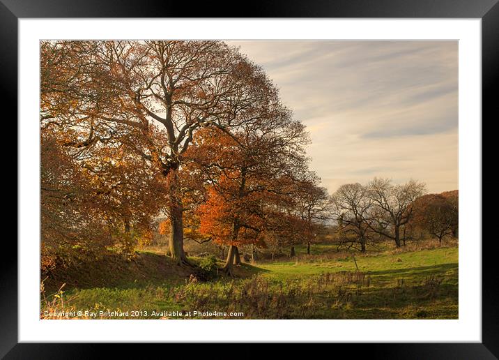 Autumn in Great Lumley Framed Mounted Print by Ray Pritchard