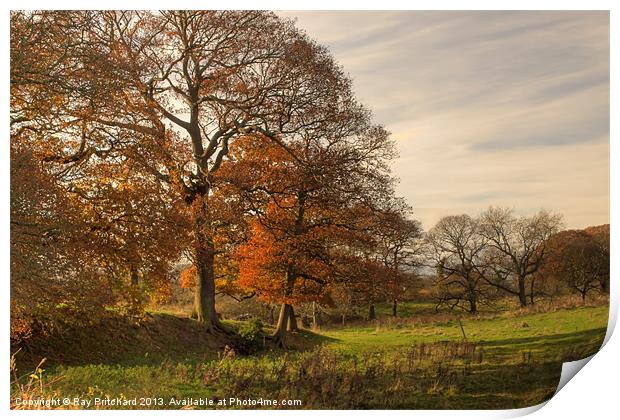 Autumn in Great Lumley Print by Ray Pritchard