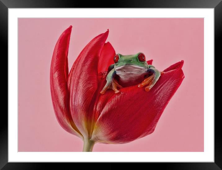 Red Framed Mounted Print by Val Saxby LRPS