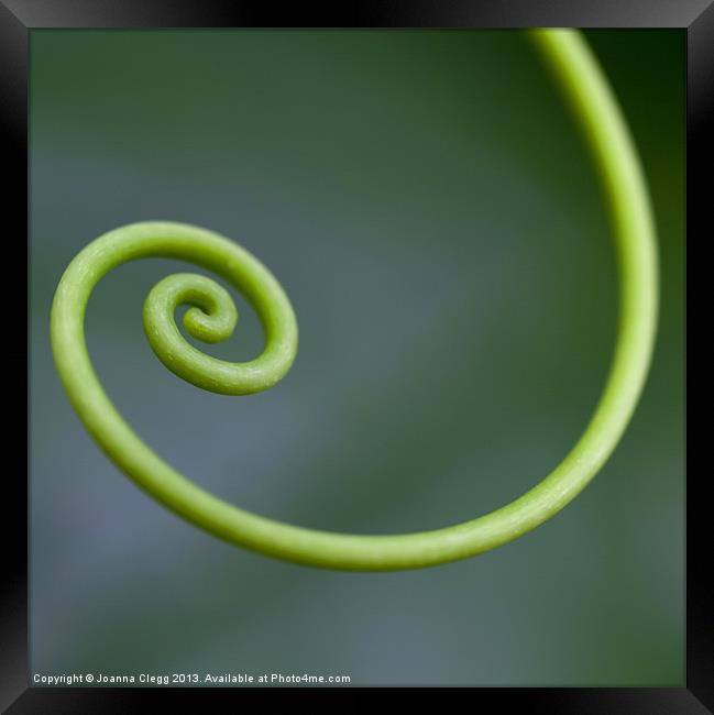 Green Curl Framed Print by Joanna Clegg