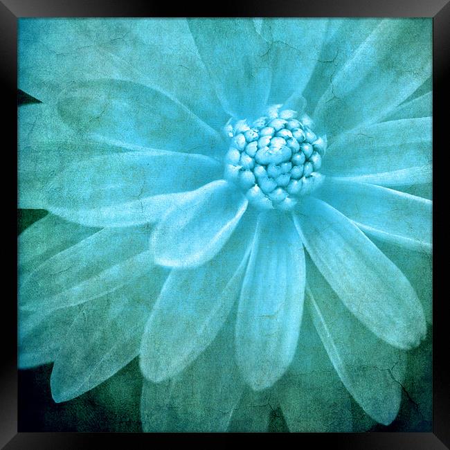 textured dahlia in blue Framed Print by meirion matthias