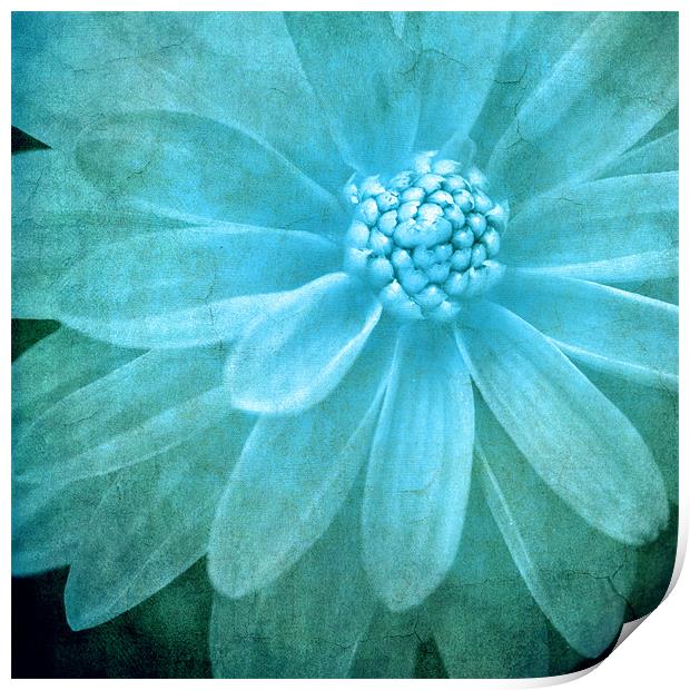 textured dahlia in blue Print by meirion matthias