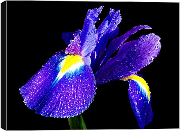 blue iris Canvas Print by elvira ladocki