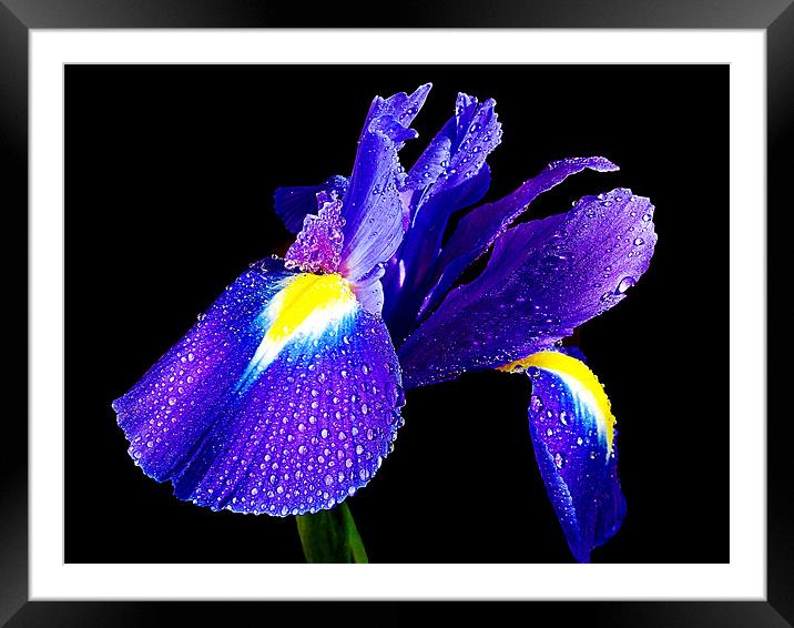blue iris Framed Mounted Print by elvira ladocki