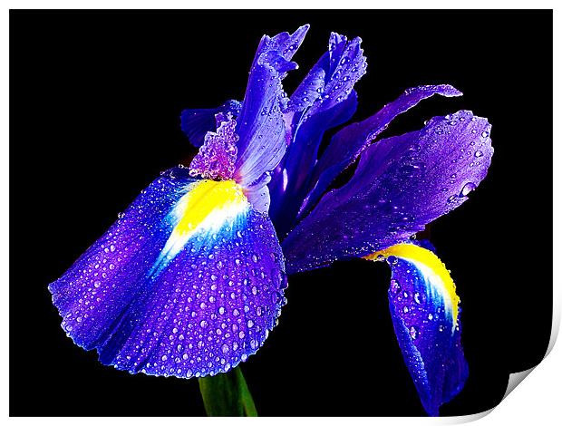 blue iris Print by elvira ladocki