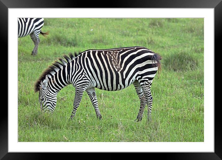 Zebra Framed Mounted Print by Tony Murtagh