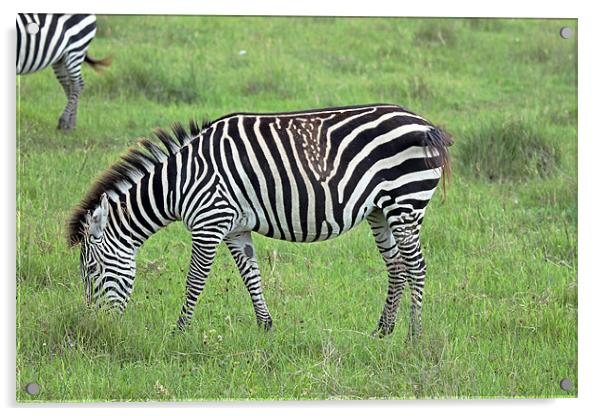 Zebra Acrylic by Tony Murtagh