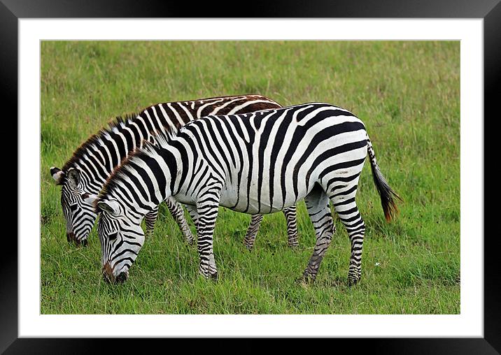 Pair of Zebra Framed Mounted Print by Tony Murtagh
