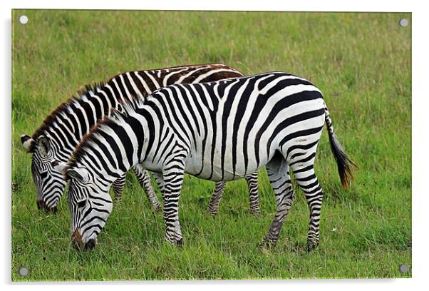 Pair of Zebra Acrylic by Tony Murtagh