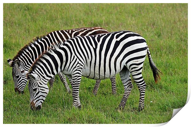 Pair of Zebra Print by Tony Murtagh