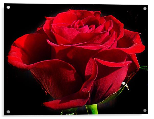 red rose Acrylic by elvira ladocki