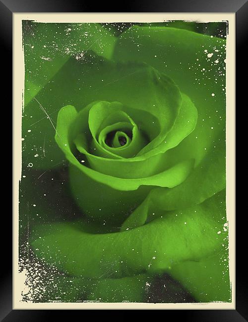 jealous rose Framed Print by Heather Newton