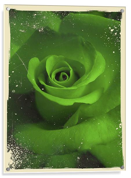 jealous rose Acrylic by Heather Newton