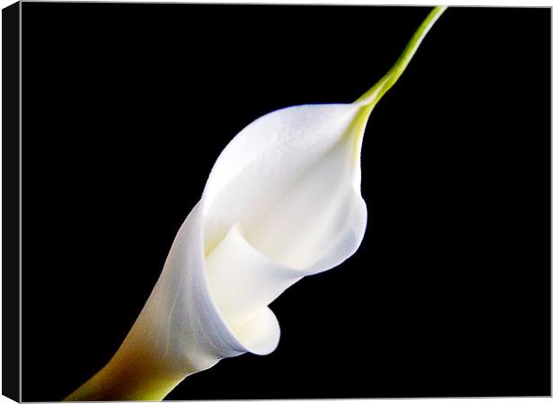 white flower Canvas Print by elvira ladocki