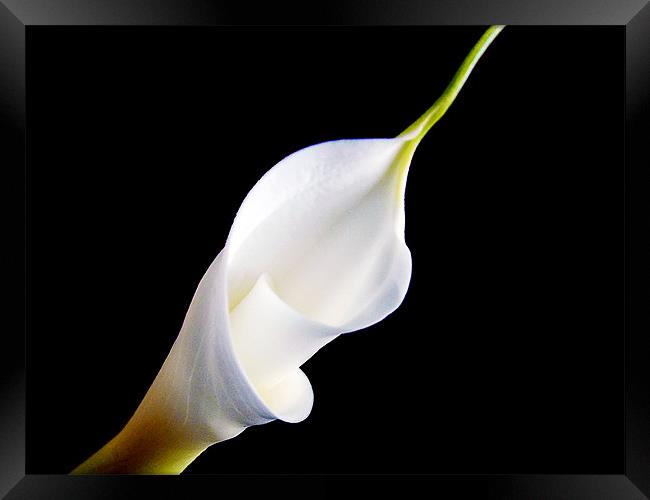 white flower Framed Print by elvira ladocki