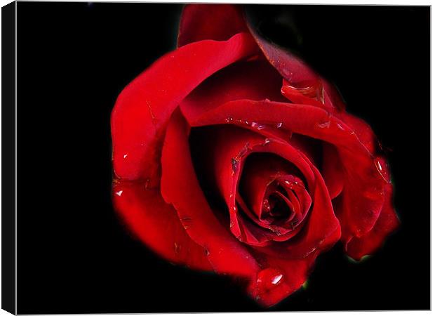red rose Canvas Print by elvira ladocki