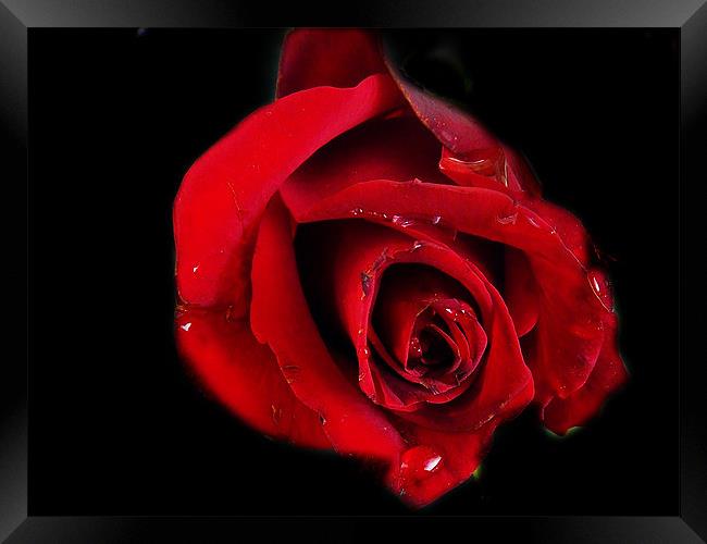 red rose Framed Print by elvira ladocki