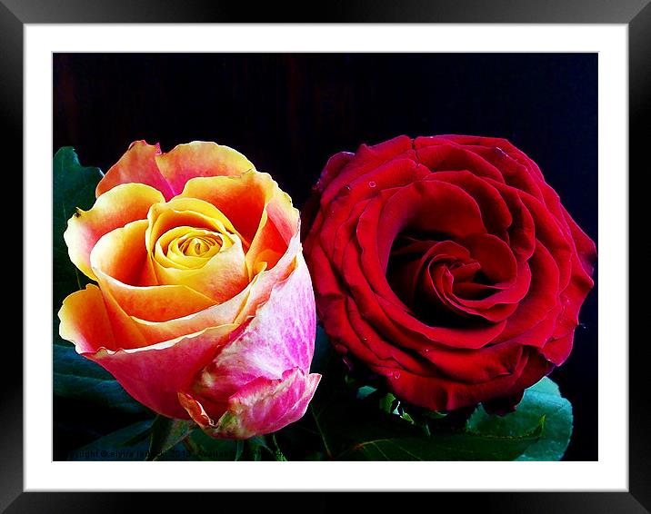 multicolo roses Framed Mounted Print by elvira ladocki