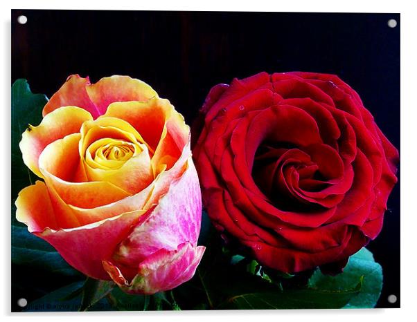 multicolo roses Acrylic by elvira ladocki
