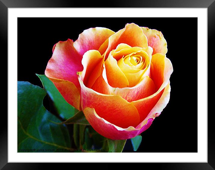 beautiful rose Framed Mounted Print by elvira ladocki