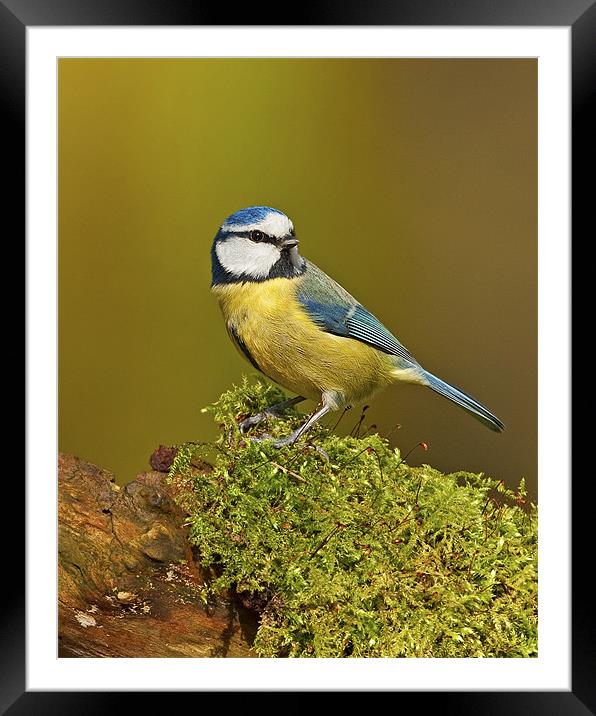 Blue Tit on mossy log. Framed Mounted Print by Paul Scoullar