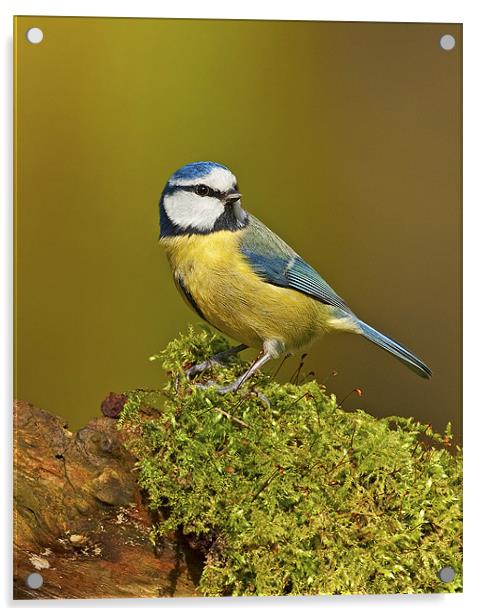 Blue Tit on mossy log. Acrylic by Paul Scoullar