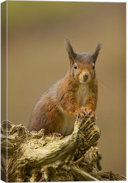 Red Squirrel on rustic log. Canvas Print by Paul Scoullar