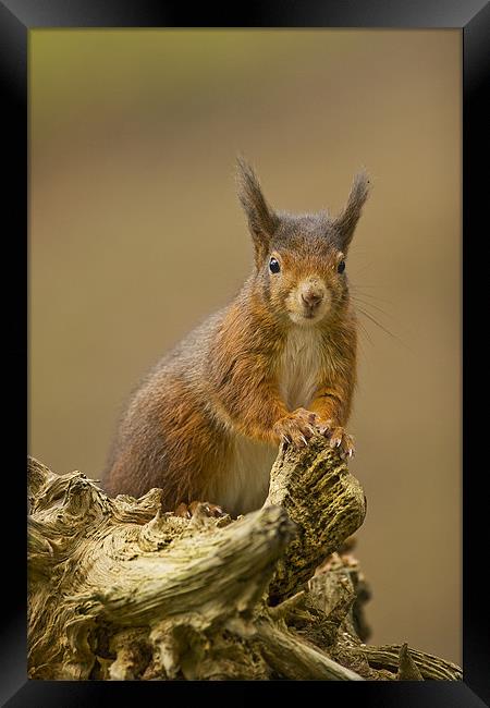 Red Squirrel on rustic log. Framed Print by Paul Scoullar