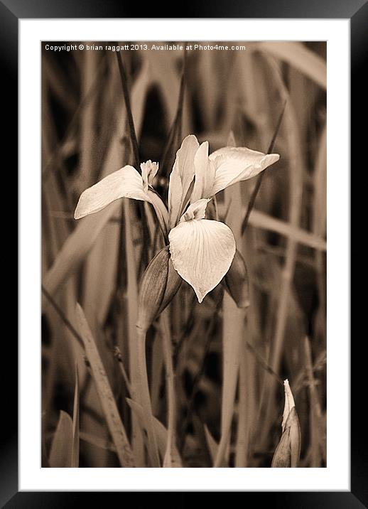 Wild lake Orchid Framed Mounted Print by Brian  Raggatt
