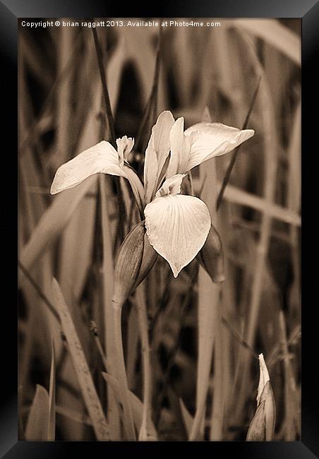 Wild lake Orchid Framed Print by Brian  Raggatt