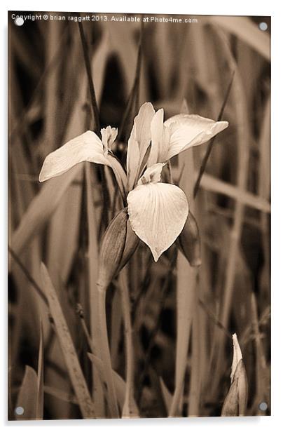 Wild lake Orchid Acrylic by Brian  Raggatt