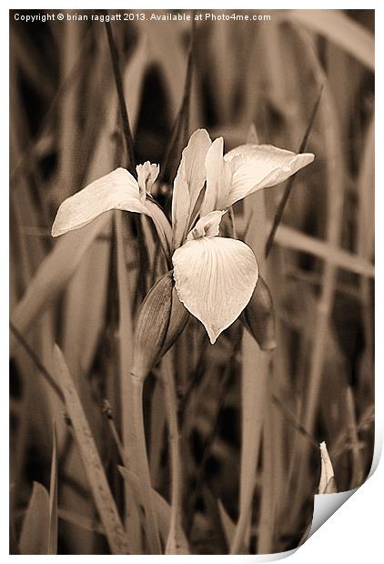 Wild lake Orchid Print by Brian  Raggatt