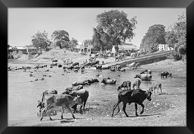 Gujarat Hinterlands and Cattle Framed Print by Arfabita  