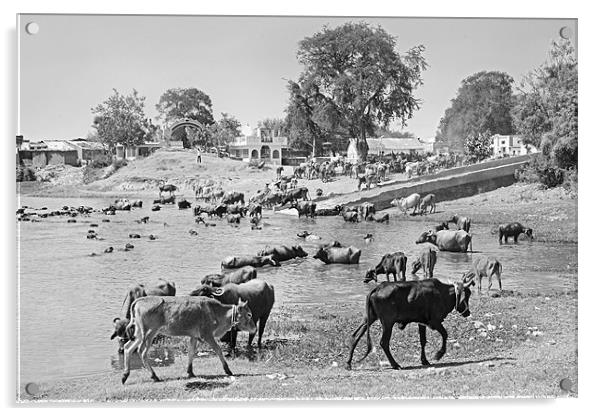 Gujarat Hinterlands and Cattle Acrylic by Arfabita  