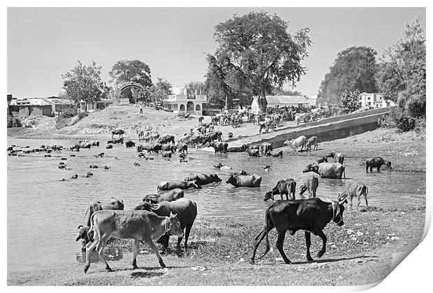 Gujarat Hinterlands and Cattle Print by Arfabita  
