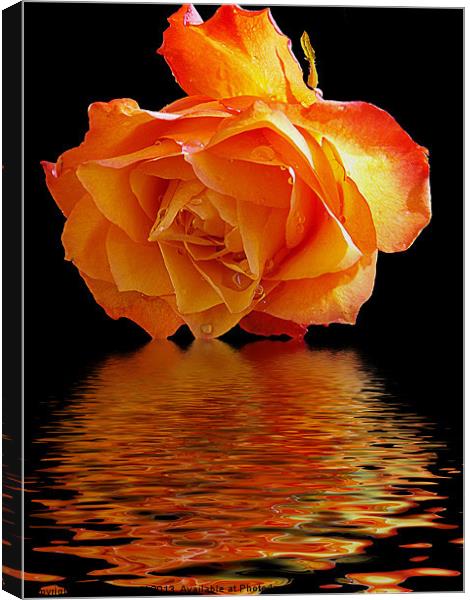 rose with the reflectios Canvas Print by elvira ladocki