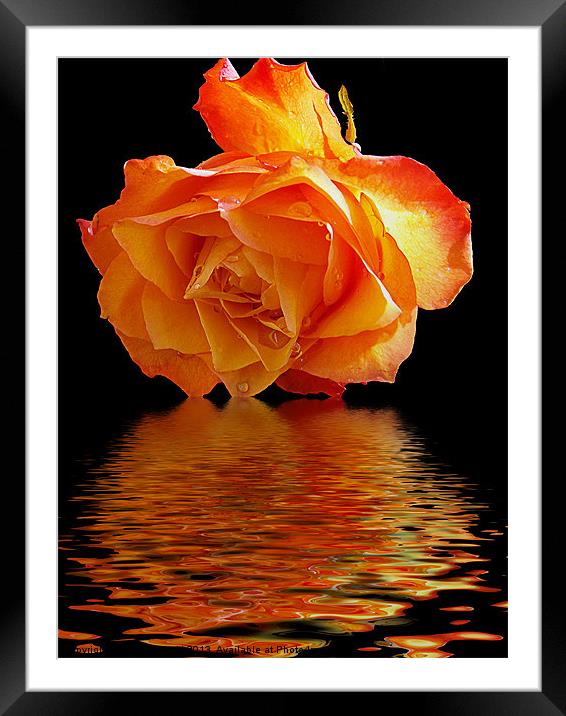 rose with the reflectios Framed Mounted Print by elvira ladocki