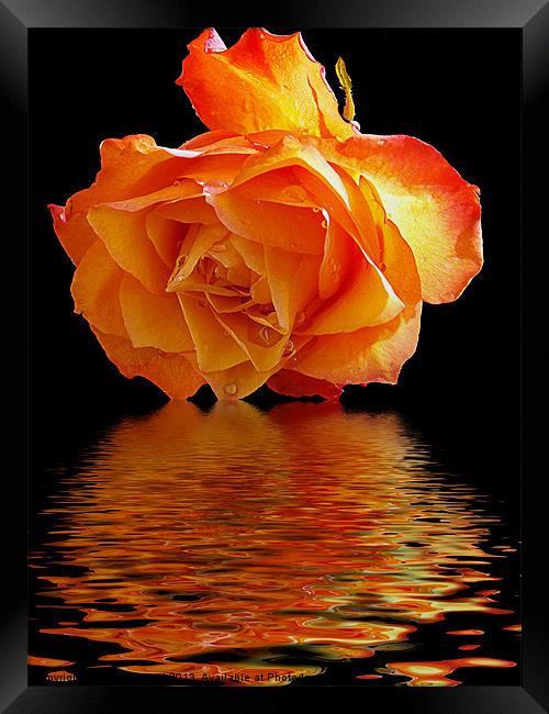 rose with the reflectios Framed Print by elvira ladocki