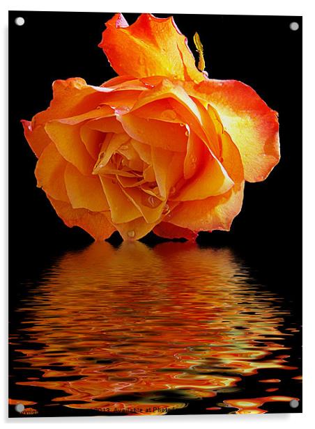 rose with the reflectios Acrylic by elvira ladocki
