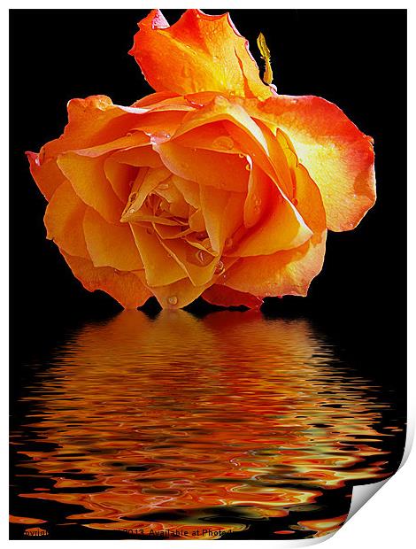 rose with the reflectios Print by elvira ladocki