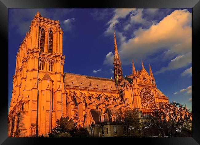 Golden Notre Dame Framed Print by Ray Shiu