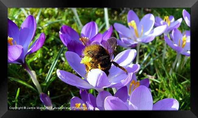 Bumblebee Collecting Pollen Framed Print by Anna Lewis