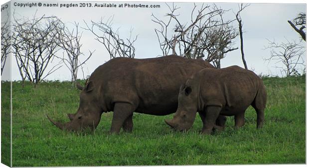 Mum and Son Rhinos Canvas Print by N C Photography