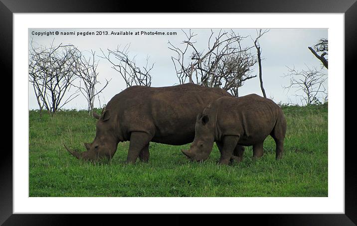 Mum and Son Rhinos Framed Mounted Print by N C Photography