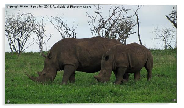 Mum and Son Rhinos Acrylic by N C Photography