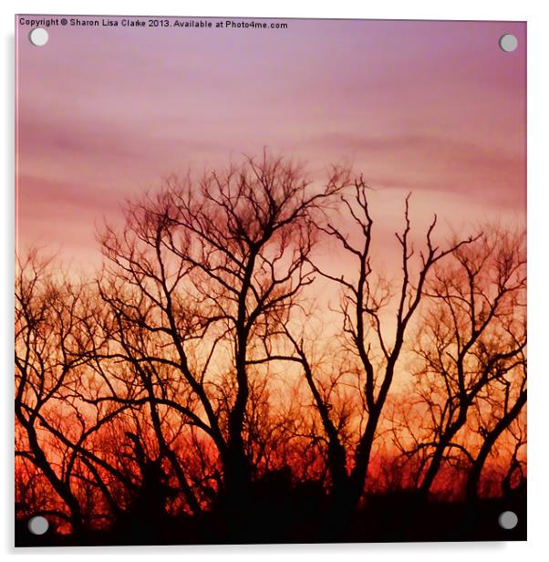 Crimson treetops 4 Acrylic by Sharon Lisa Clarke